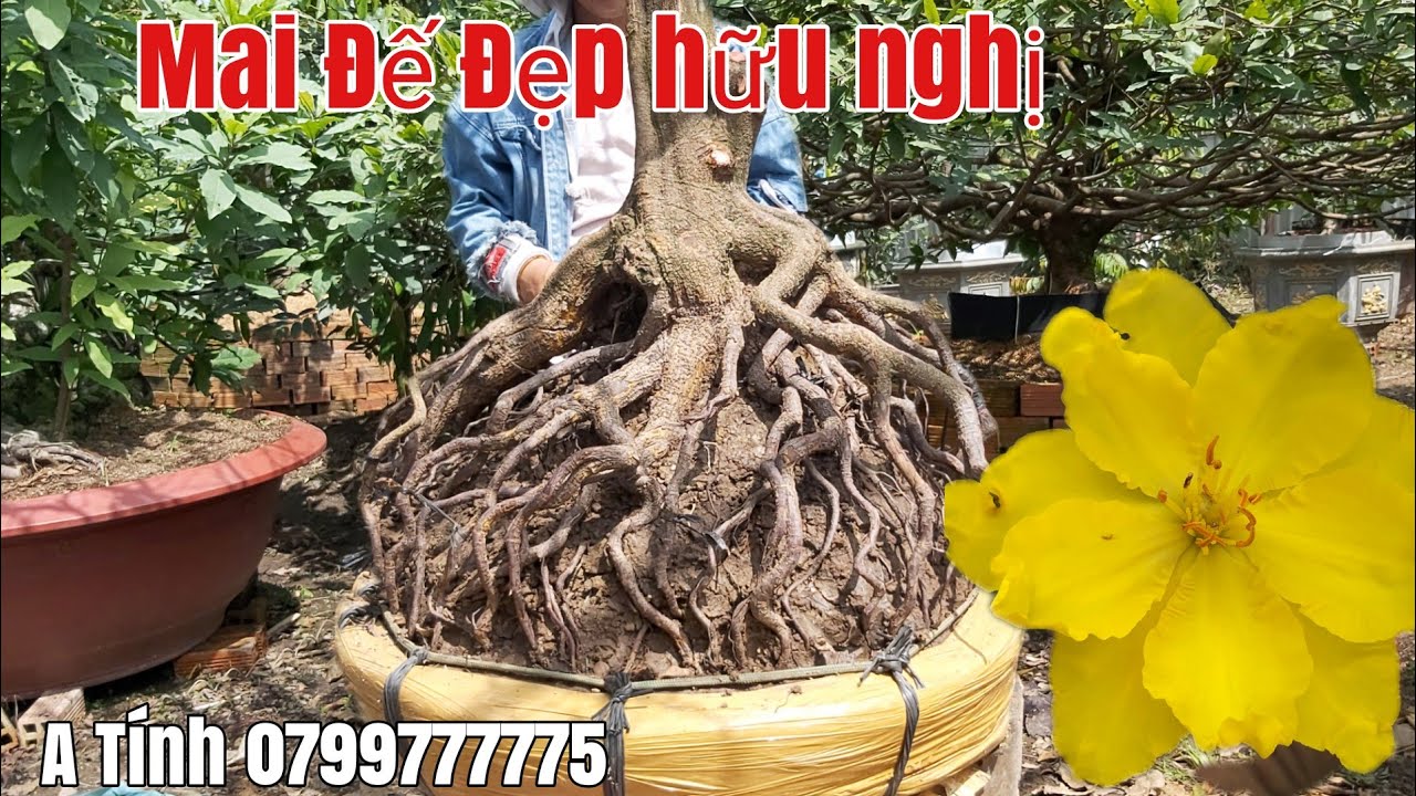 Mai thành phẩm siêu đế đẹp,bông đẹp giá hợp lý gặp A Tính 0799777775 Hậu Giang