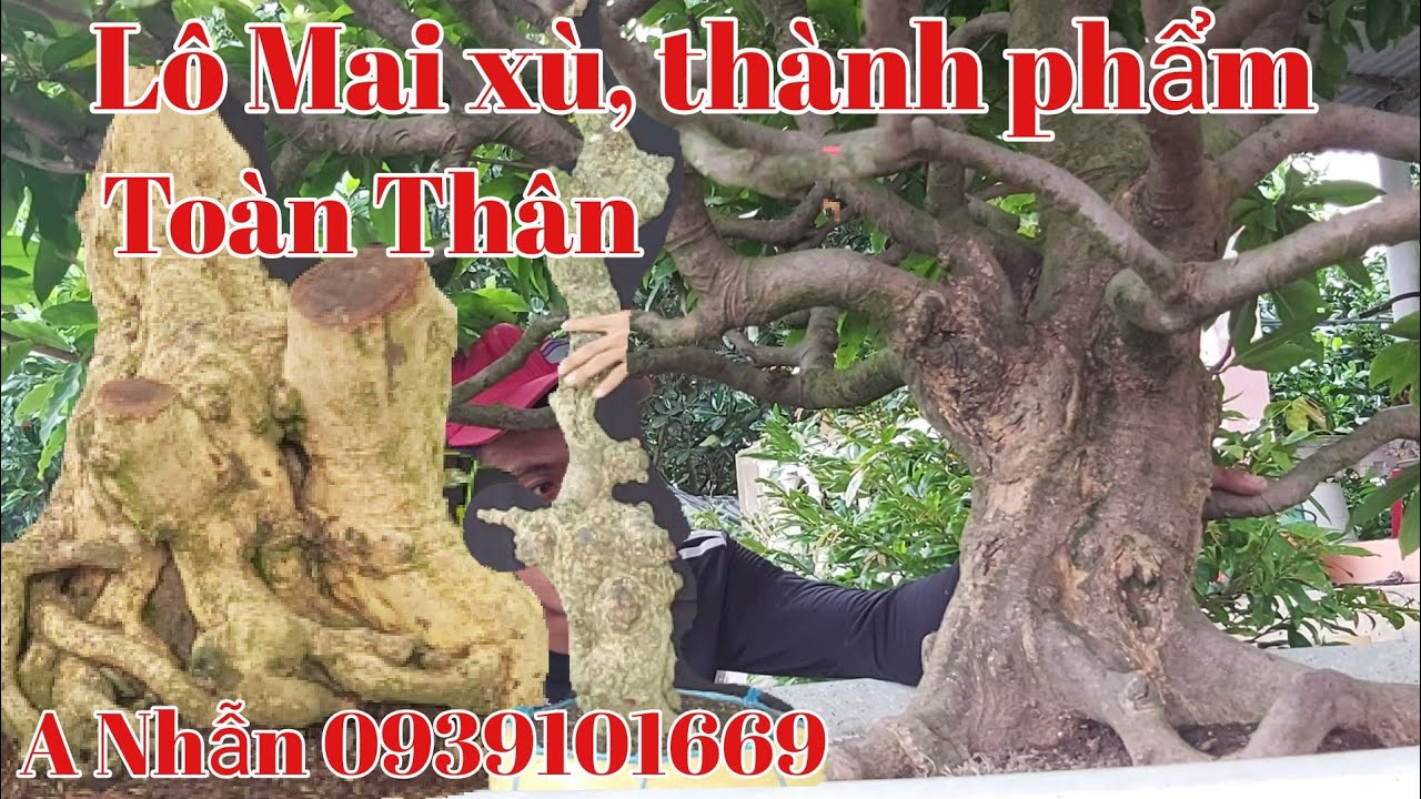 Mai thành phẩm xù toàn thân đế đẹp gặp A Nhẫn 0939101669 ngày 11/8.