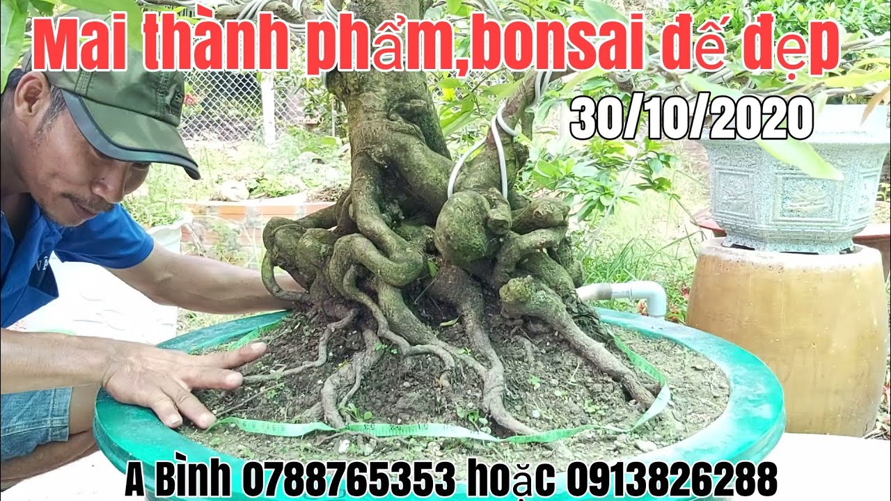 Mai thành phẩm,bonsai đế đẹp gặp A Bình 0788765353 hoặc 0913826288