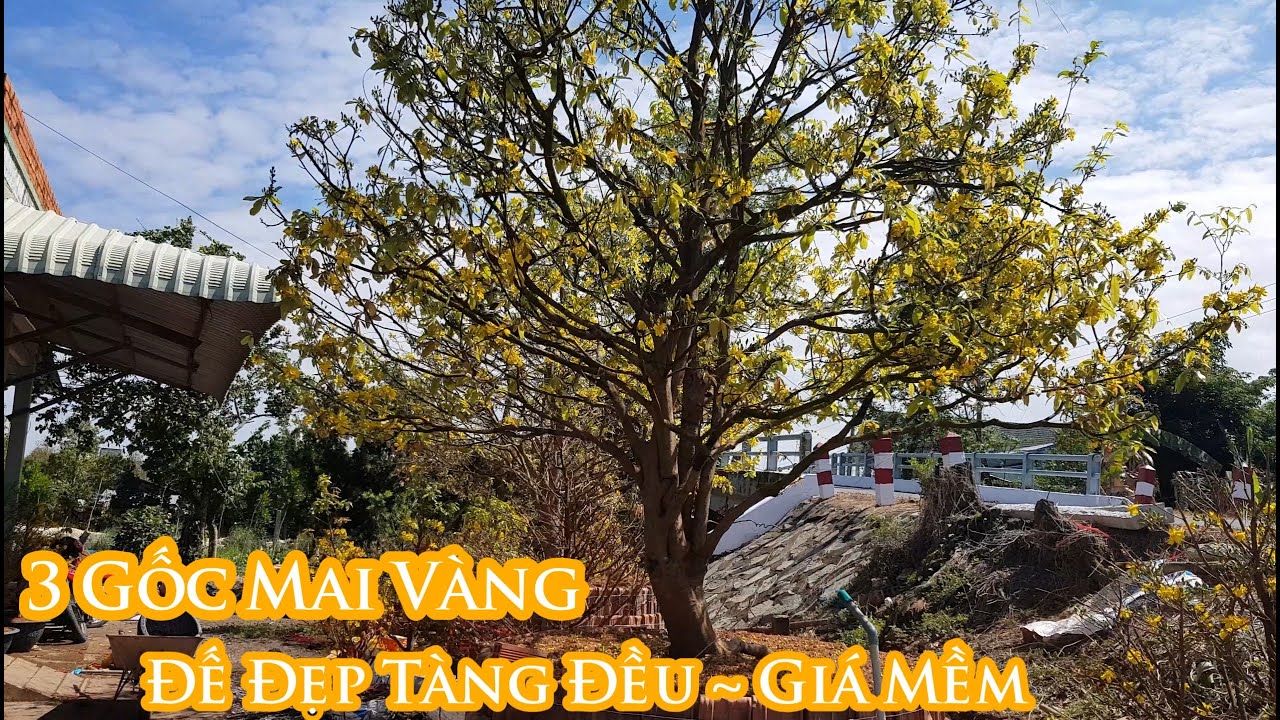 Mai vàng chơi tết 2020 giá mềm tại khu vườn Anh Thái 0907118114