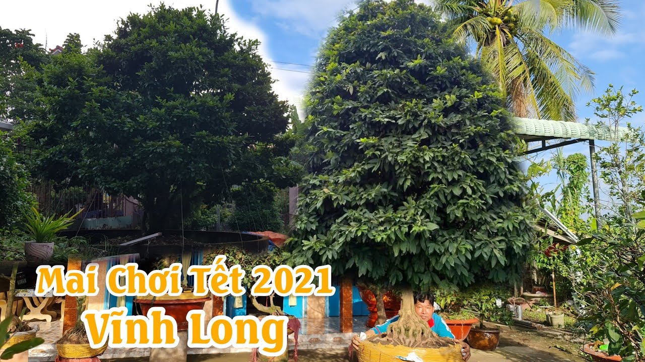 Mai vàng chơi tết 2021 tàng thông 1 cốt tại Vĩnh Long