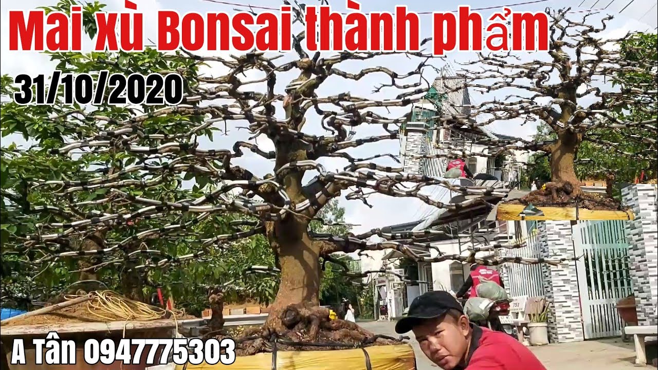 Mai xù Bonsai đế đẹp và phôi Mai gặp A Tân 0947775303 Long xuyên An Giang