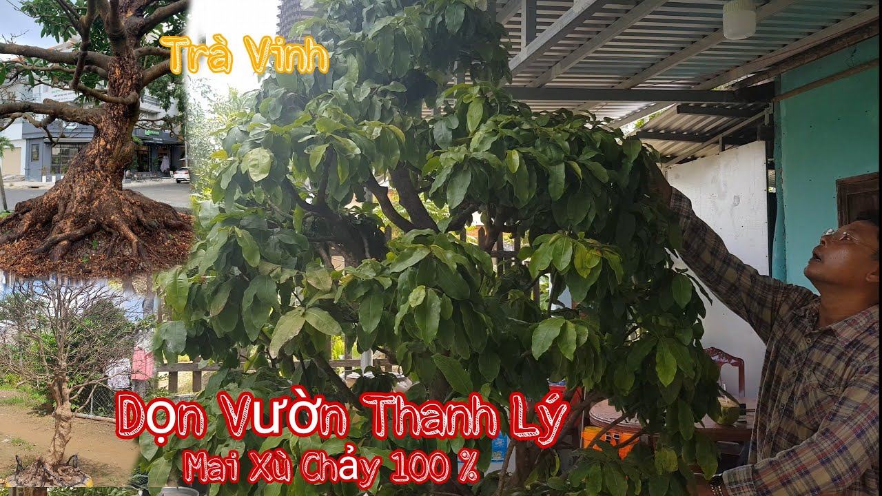 Mai xù chảy 100% và nguyên lộ Sứ của anh Cường Trà Vinh 0903393707