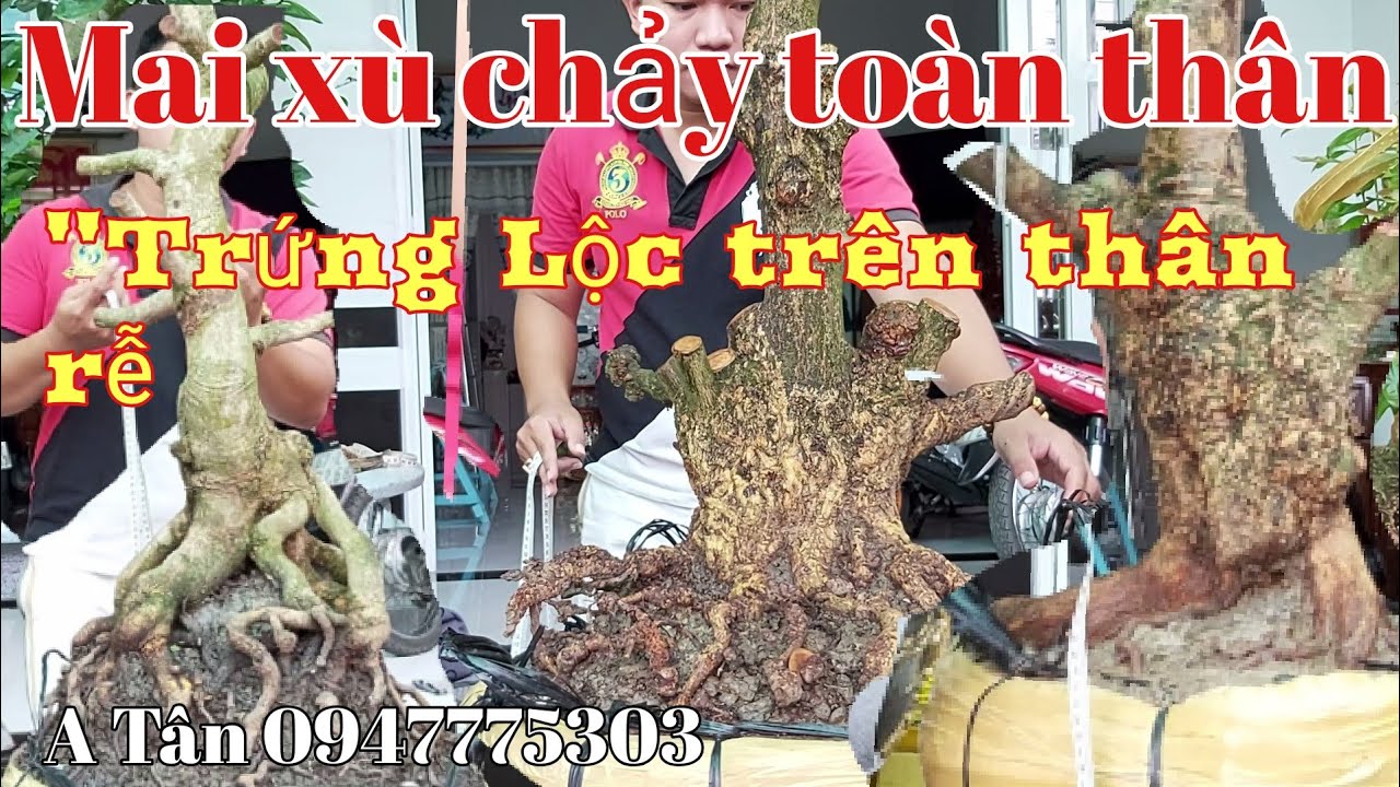 Mai xù chảy, "Xù Trứng Lộc " toàn thân độc đáo hợp lý gặp A Tân 0947775303