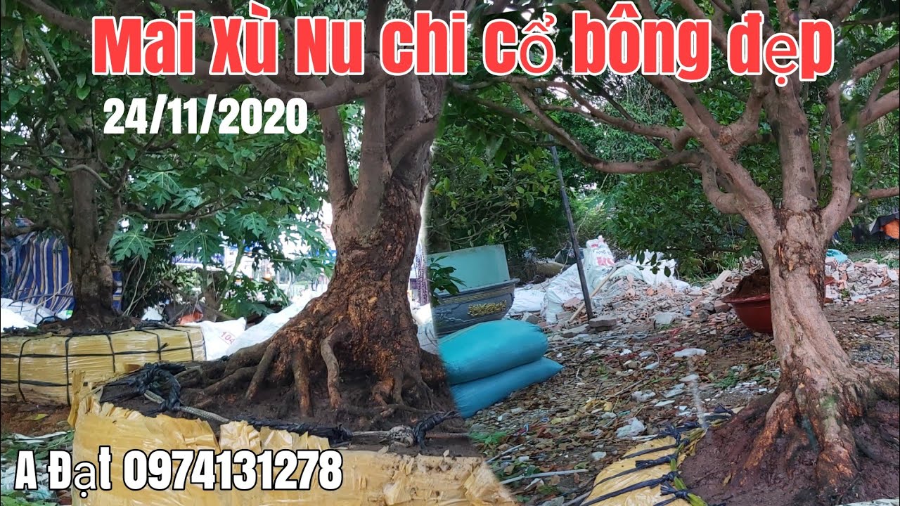 Mai xù tàng đế đẹp ,nu chi cành cổ giá hữu nghị gặp A Đạt 0974131278 Sài Gòn