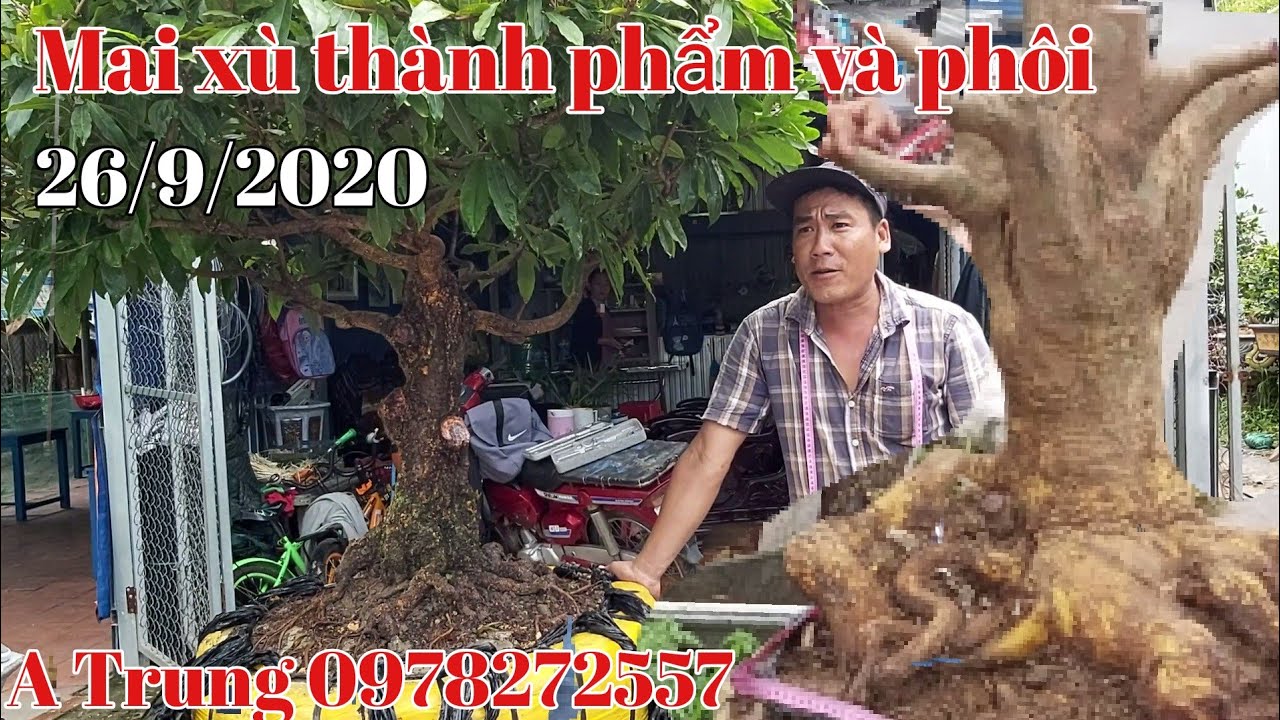 Mai xù thành phẩm và phôi mai đế đẹp gặp A Trung 0978272557