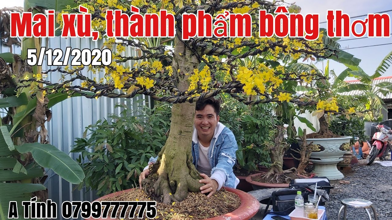 Mai xù,Mai tàng thành phẩm bông thơm hữu nghị gặp A Tính 0799777775 Hậu Giang