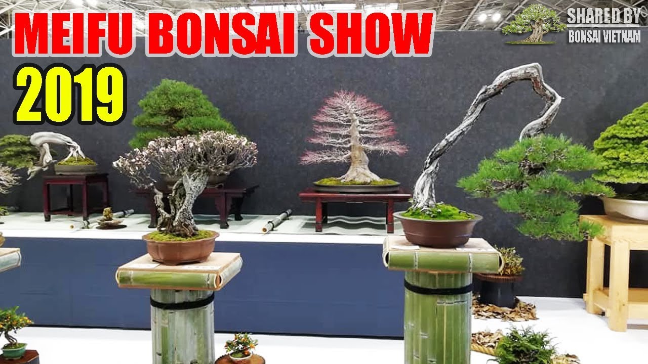 Meifu-ten Bonsai exhibition || Nagoya 2019