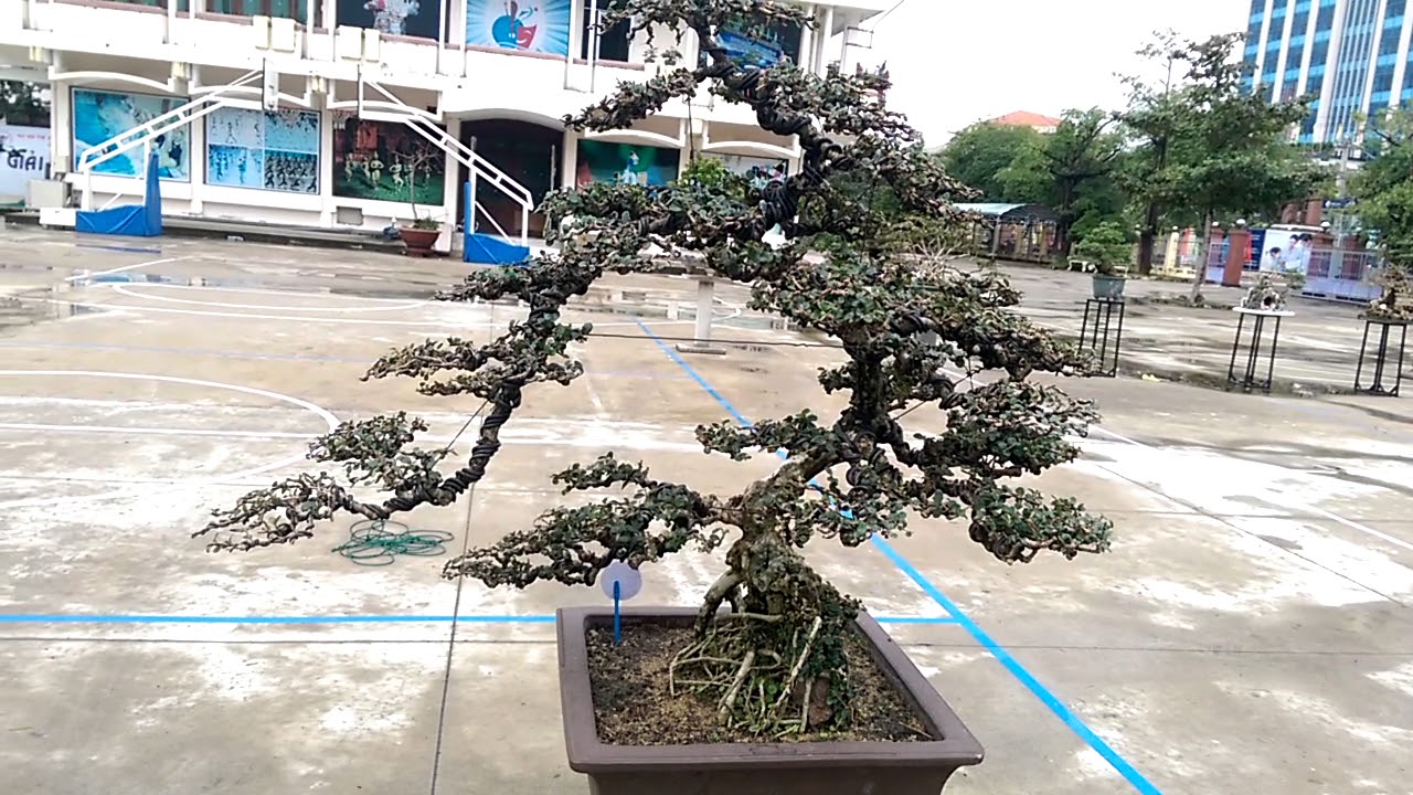 Một cây sam ưa nhìn - Bonsai Binh Dinh