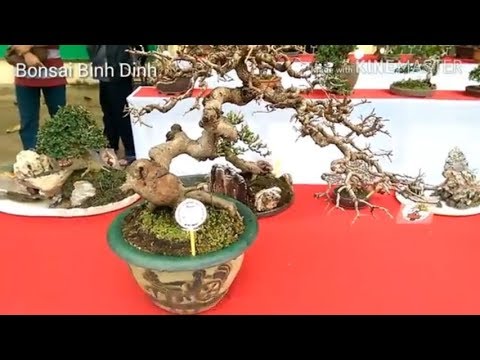 Nghệ thuật bonsai mini