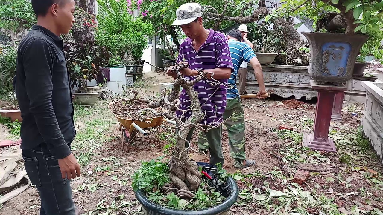 Nghệ thuật tạo dáng thế cho cây lộc vừng bonsai