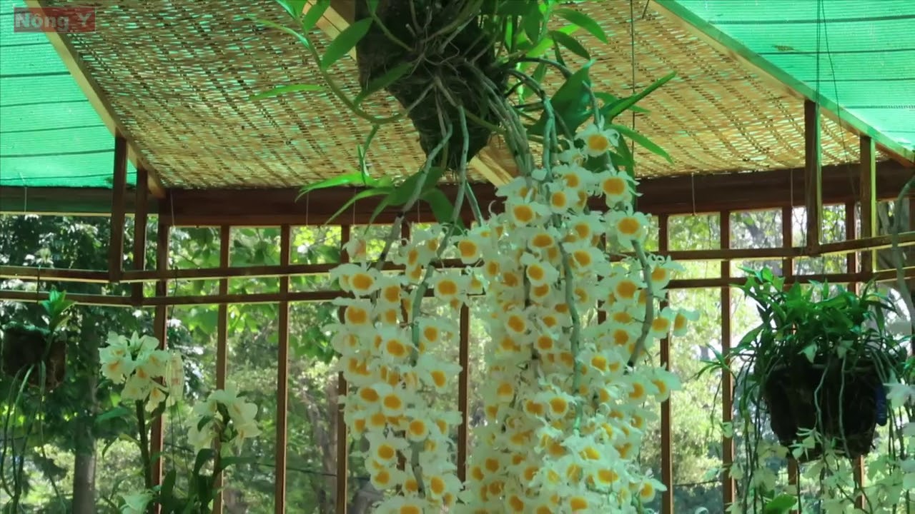 Ngọc vạn pha lê - Dendrobium crystallinum