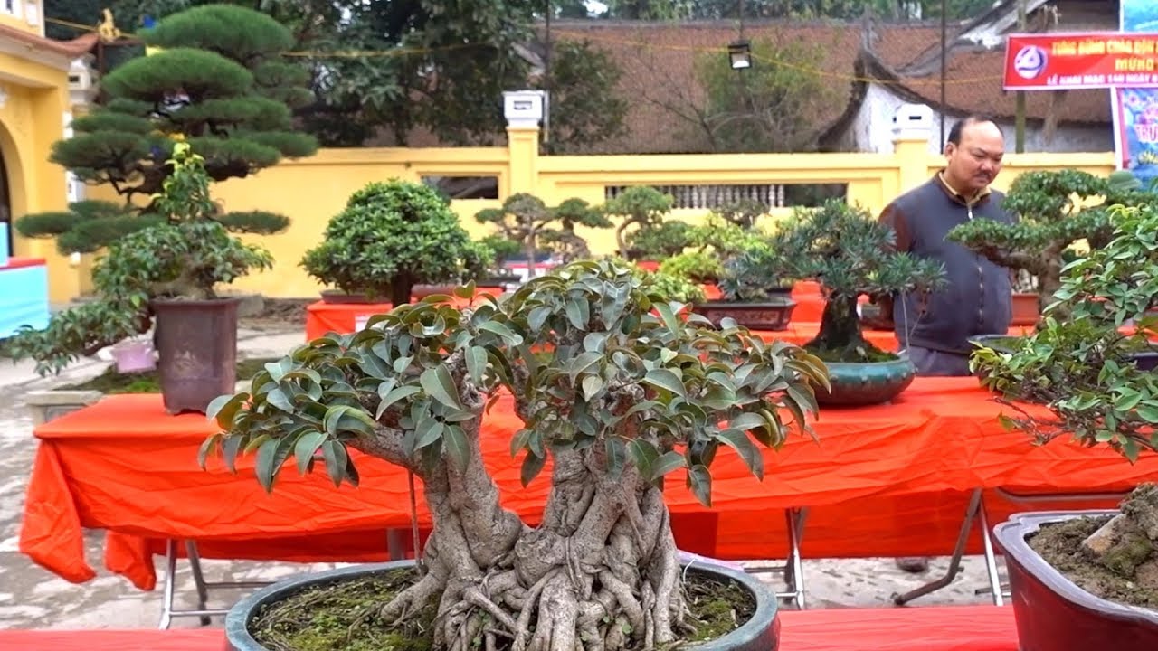 Ngượng chín mặt khi nhìn Mỹ Nữ và cây, hỏi giá cây đẹp nhất. Price of bonsai tree