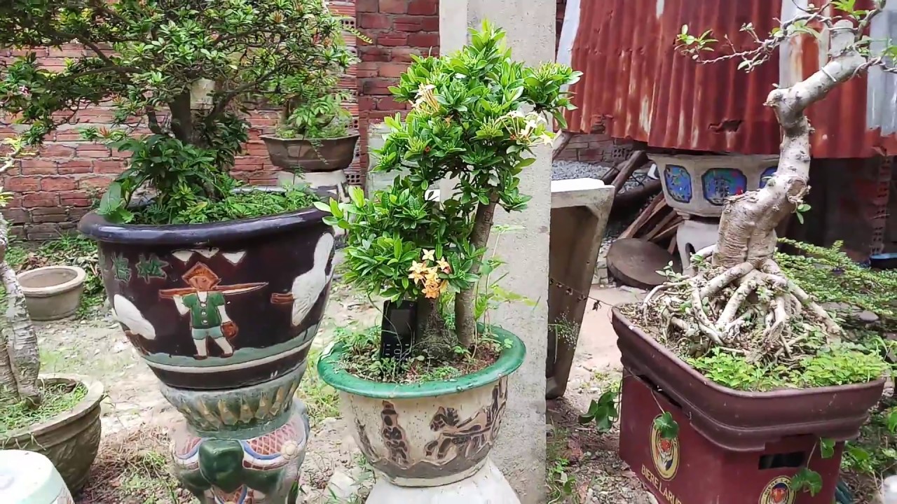 Nhà vườn báo giá giao lưu bonsai tầm trung 28/8/2018:01225552155