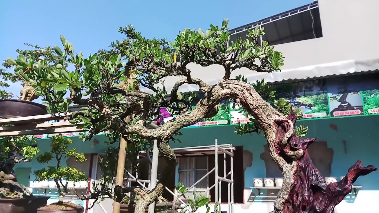 Nhà vườn báo giá trực tiếp cây bonsai mini đẹp 16/5/2018