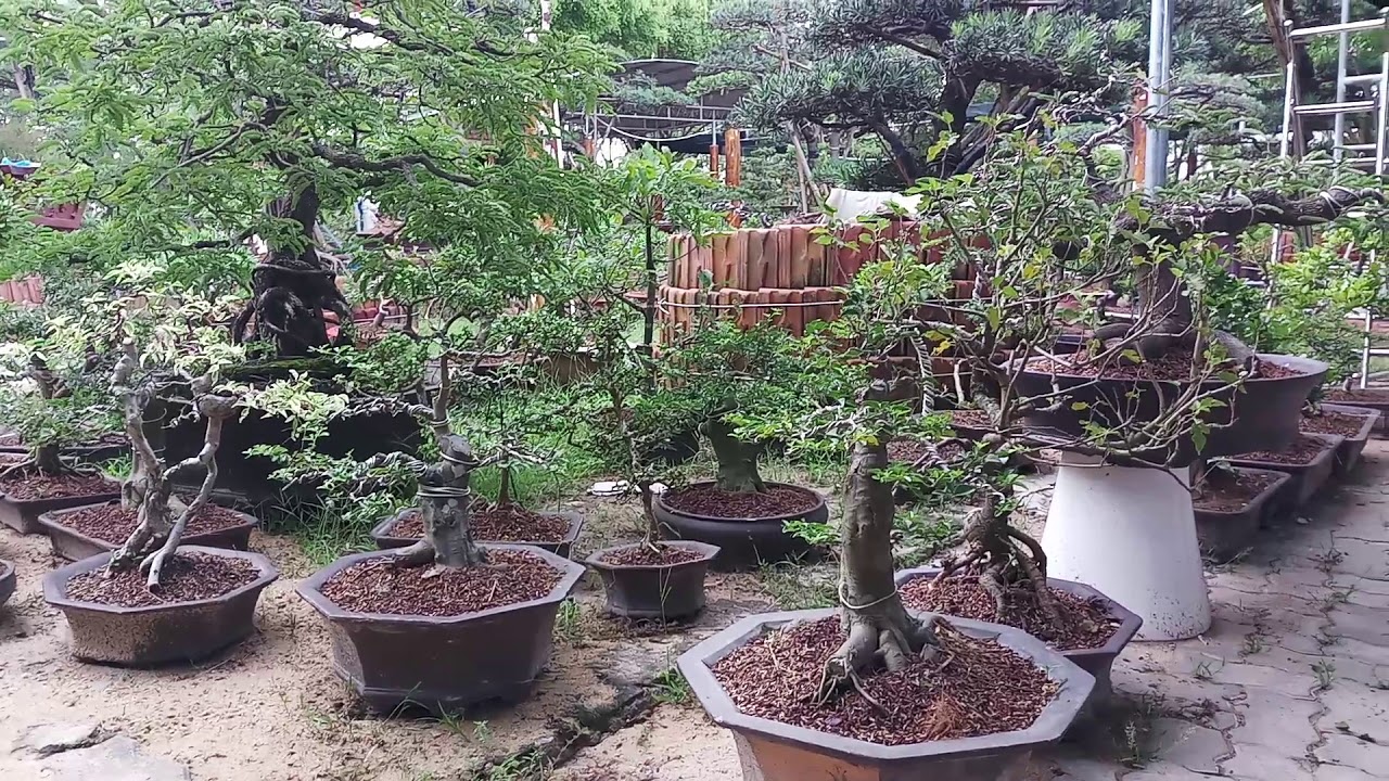 Nhà vườn bonsai mini đẹp 01225552155