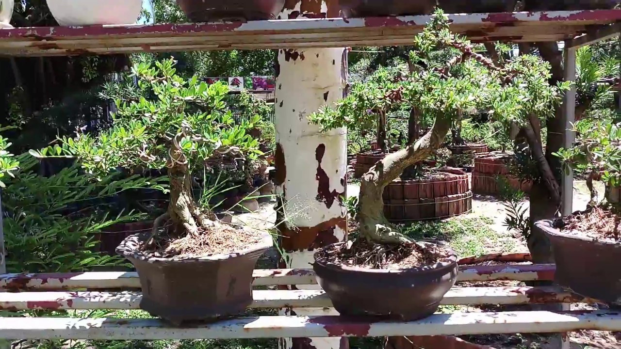 Nhà vườn thiên hương báo giá linh xôm bonsai mini đẹp anh thắng