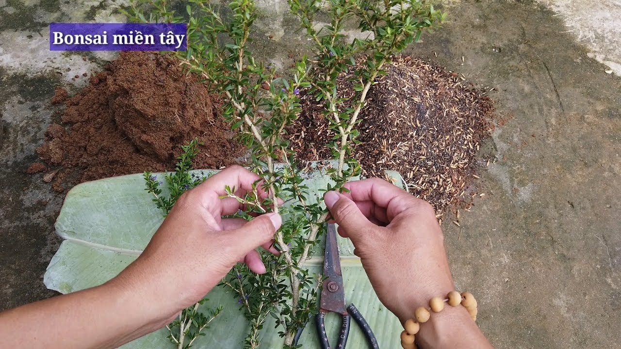 Nhân giống cây linh sam bằng cách giâm cành | Bonsai miền tây