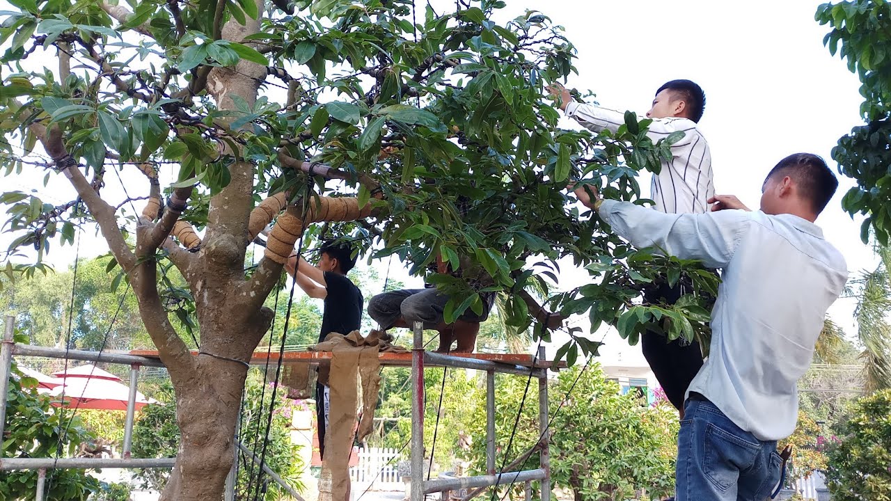 Nhiều Bonsai đẹp lạ nhà vườn mới Hồ Gia Viên tam kỳ