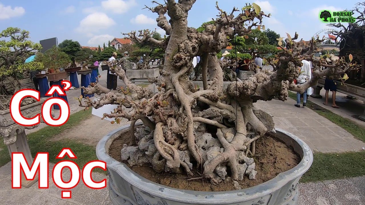 Nhiều cây cổ đẹp sàng lọc kỹ lưỡng trưng bày ở festival Thanh Hóa-BShp