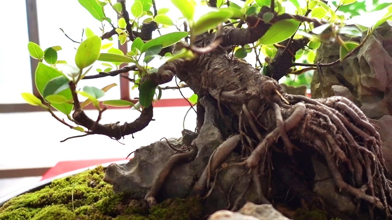 Nhiều cây đẹp giá hợp lý - cheap and beautiful bonsai trees