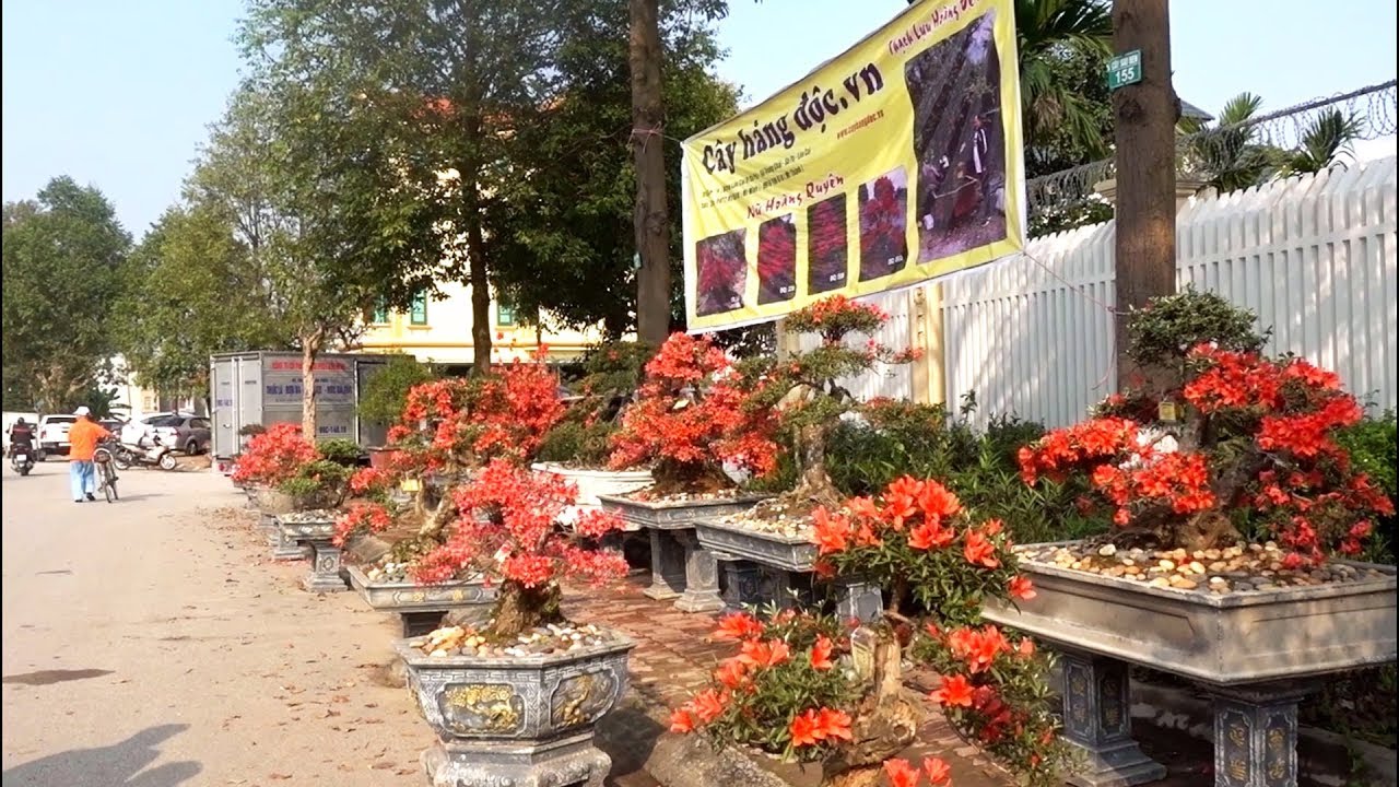 Nhiều cây độc lạ mang từ trên núi xuống, giá tiền NTN, precious and rare bonsai trees