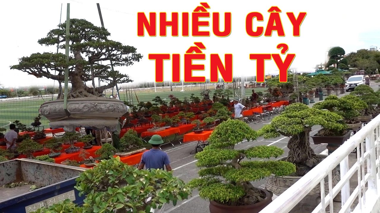 Nhiều cây tiền tỷ của Nhật đã có mặt tại triển lãm cây cảnh Thanh Oai - bonsai exhibition, pines