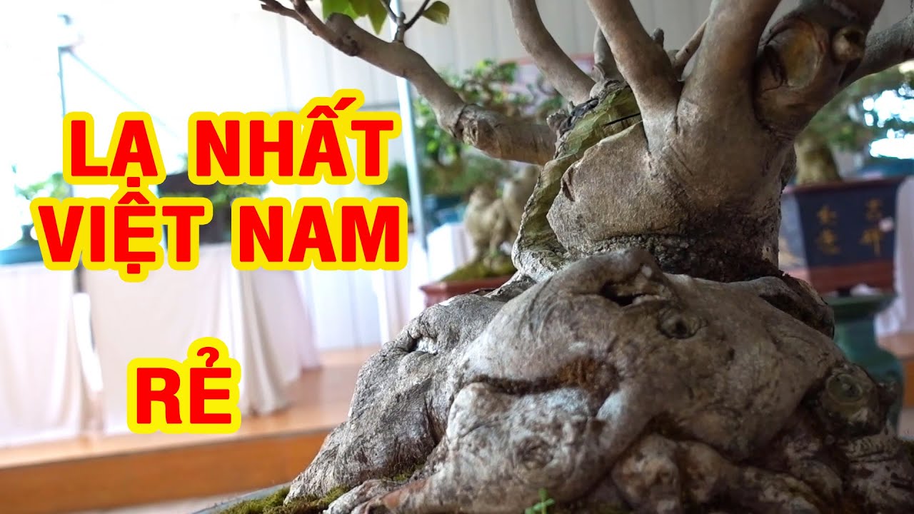 Nhiều thợ cây thốt lên từ bé đến giờ chưa gặp cây nào như thế này, giá tiền ntn, bonsai trees