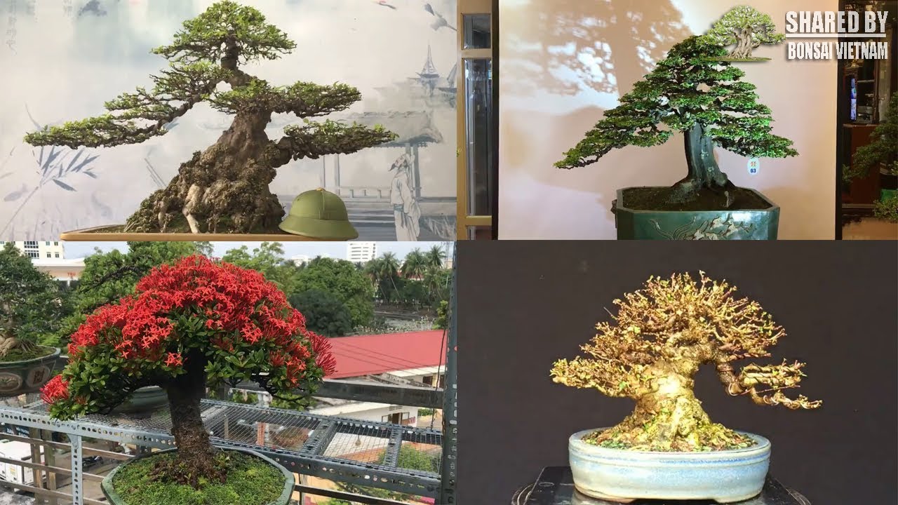 Những Siêu phẩm bonsai Việt tháng 3-2018