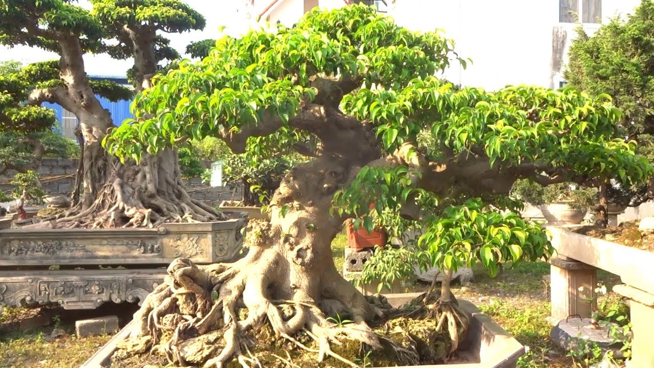 Những cây đẹp nhất, khủng nhất của nghệ nhân Nguyễn Bá Kỳ - The most beautiful bonsai of artisans