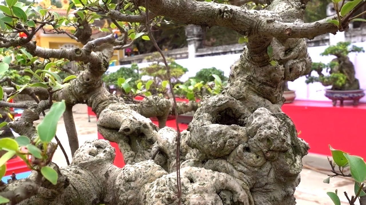 Những cây gia bảo đạt huy chương, nhỏ nhưng tiền tỷ - bonsai trees won the silver medal