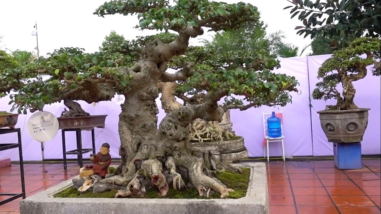 Những cây giao dịch tiền tỷ đẹp NTN - bonsai tree deals