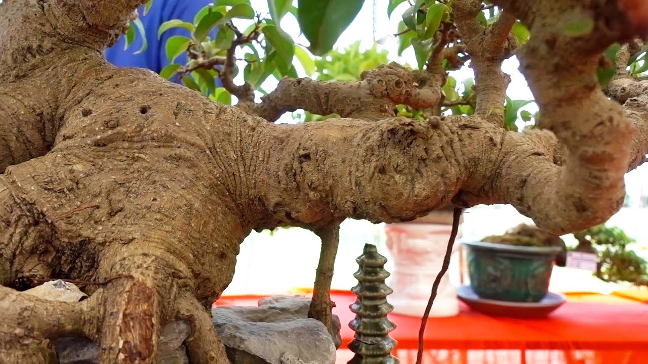 Những cây khách mới xem đã phải rút điện thoại ra hỏi giá. beautiful bonsai trees