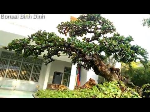 Những cây mini nhìn là mê liền - Bonsai Binh Dinh