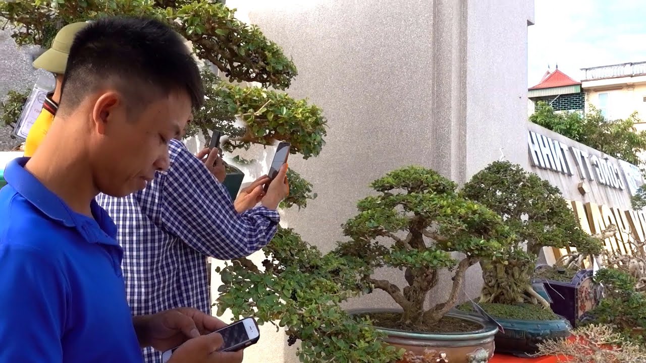 Những cây này có gì đặc biệt mà các bạn trẻ mê đến như vậy - beautiful bonsai at bonsai exhibition