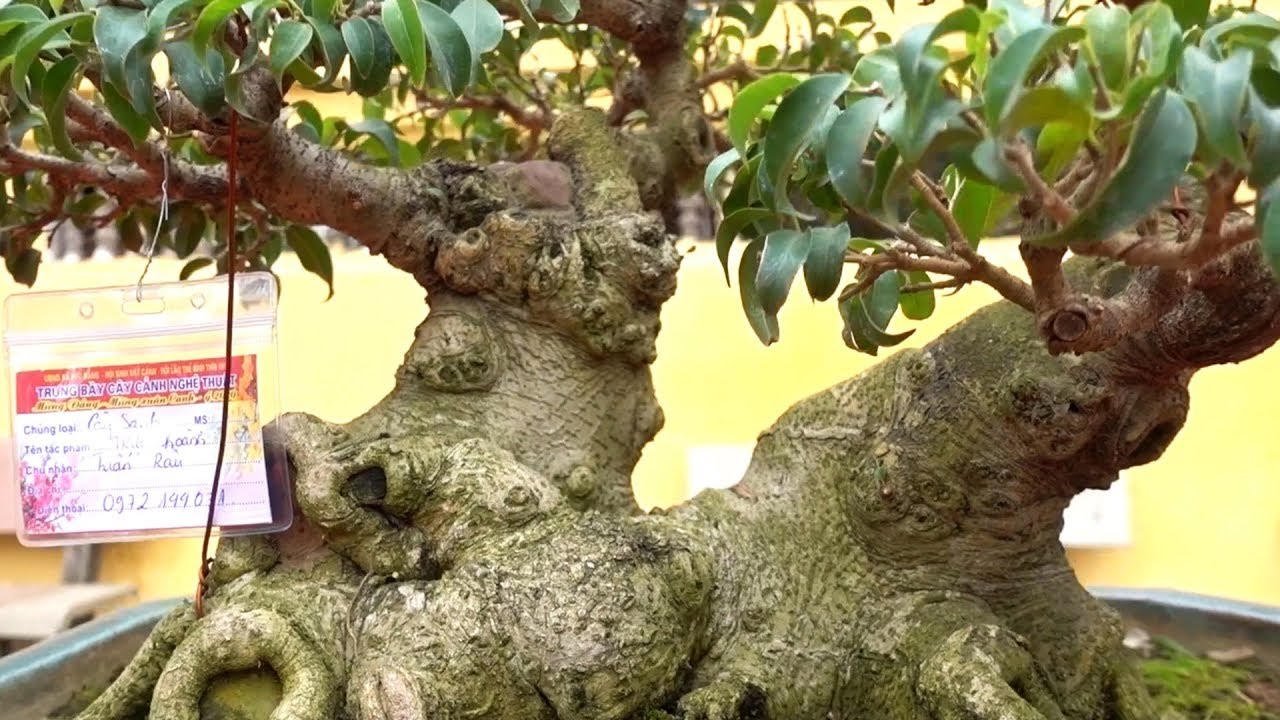 Những em Nam Điền lùn lực khiến nhiều người ngỡ ngàng. Beautiful bonsai