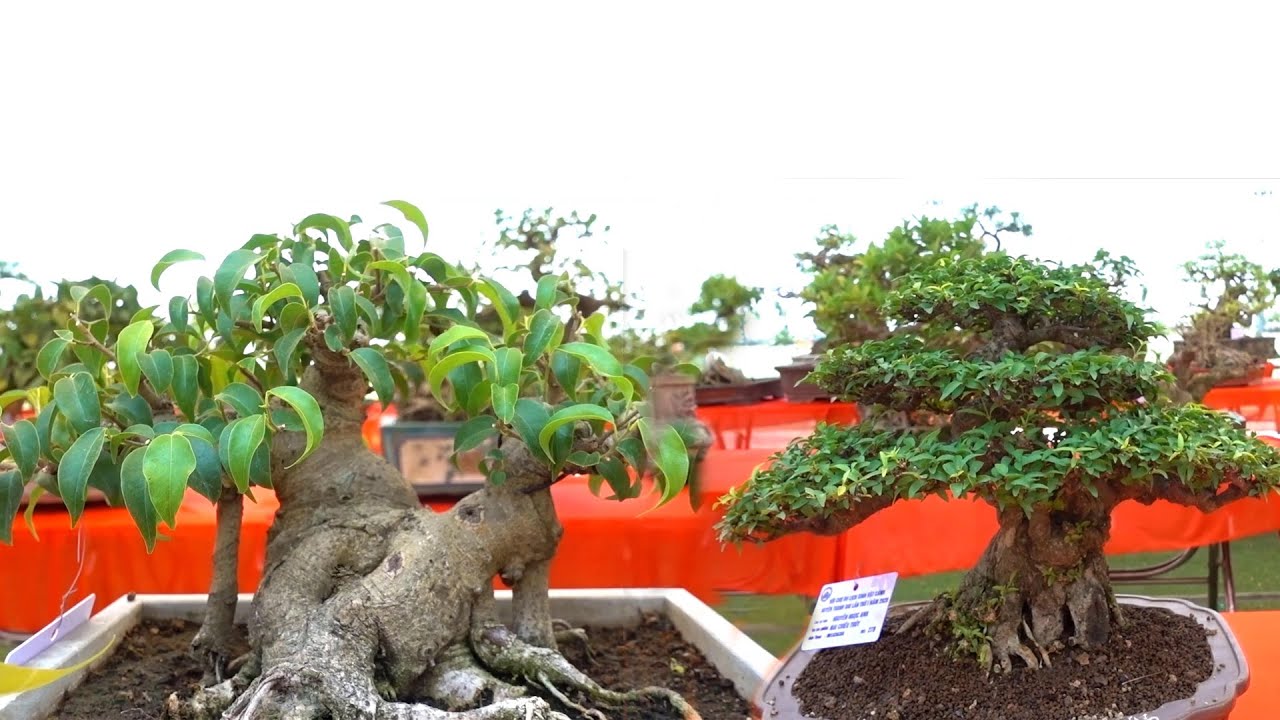 Những em nhỏ bé nhưng độ nét rất cao - beautiful mini bonsai