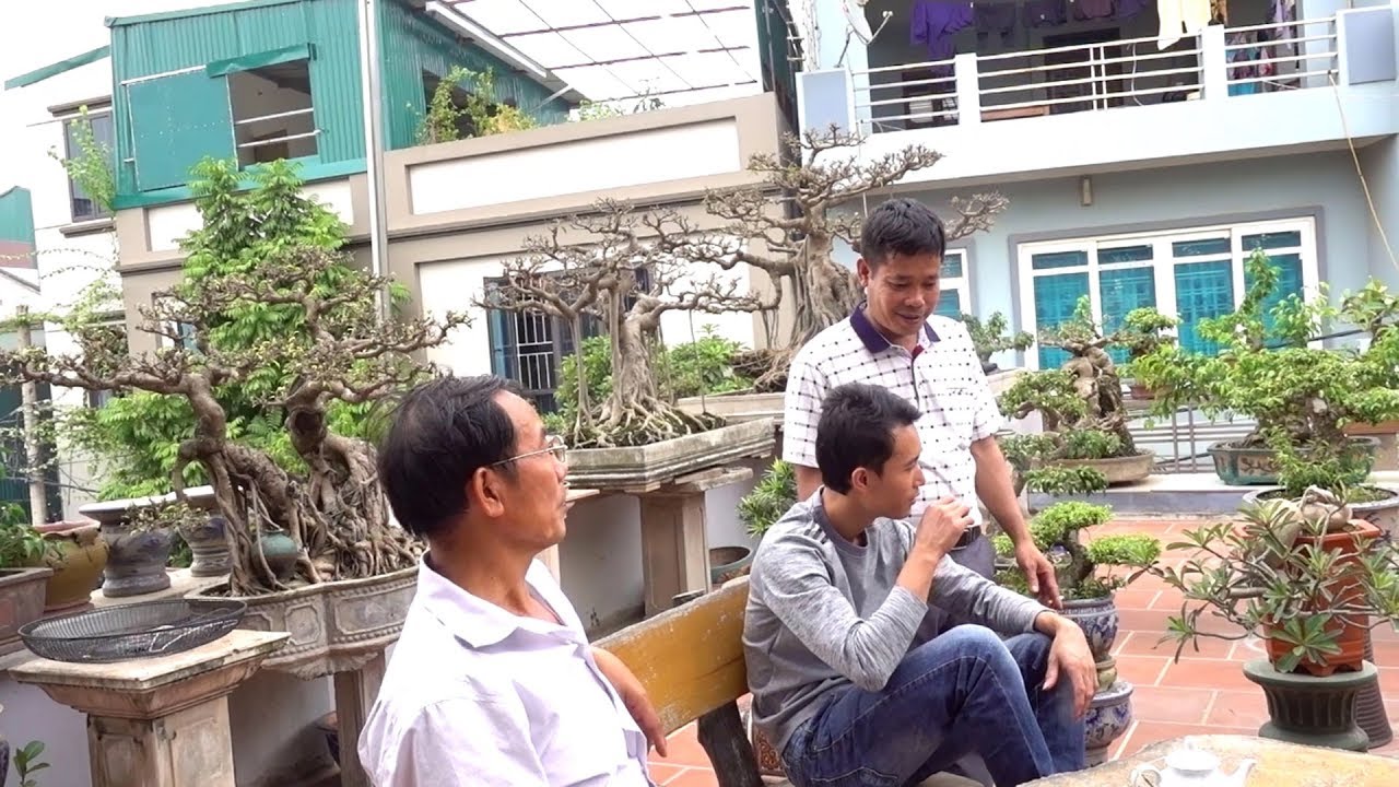 Những phôi sanh Nam Điền, lá móng có tương lại rực rỡ - beautiful bonsai tree of Mr Duc