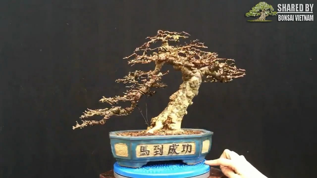 Những tác phẩm Bonsai chia sẻ tháng 8 || Phần #2