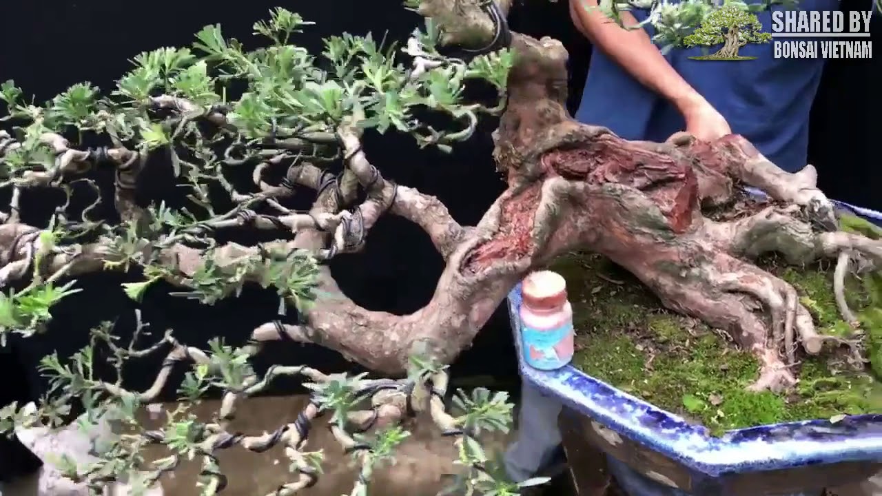 Những tác phẩm Bonsai đang chia sẻ tháng 11 || Phần 1