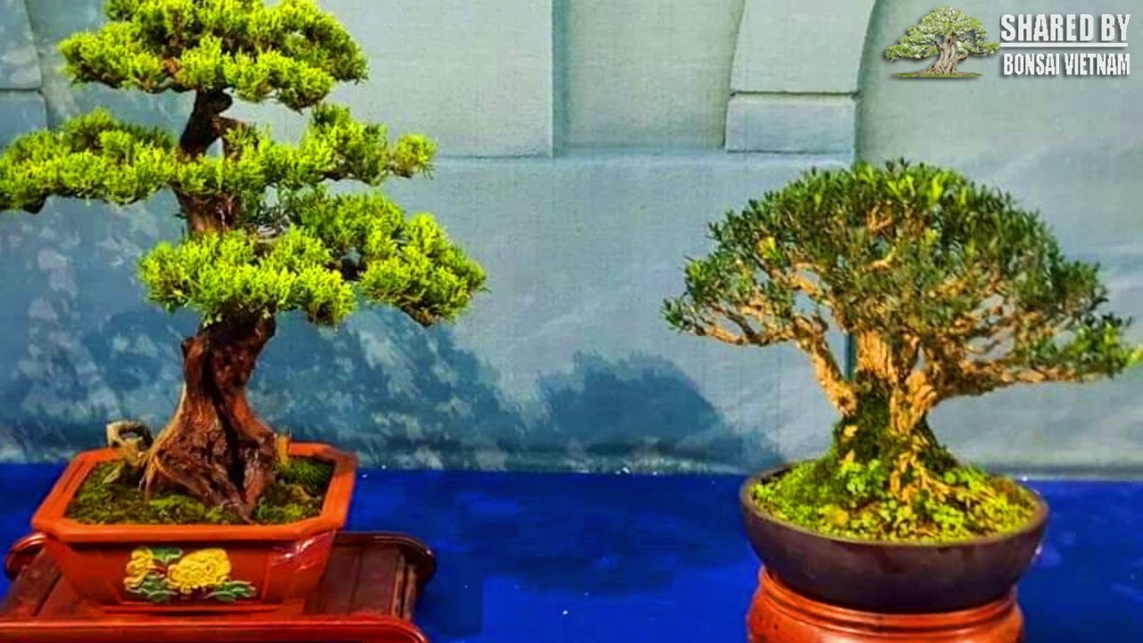 Những tác phẩm Bonsai đẹp nhất tại Suiseki Vietnam 2019 || Phần #1