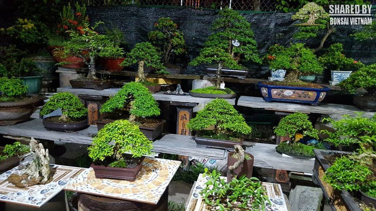 Những tuyệt phẩm Mai Chiếu Thủy bonsai của nghệ nhân Long An