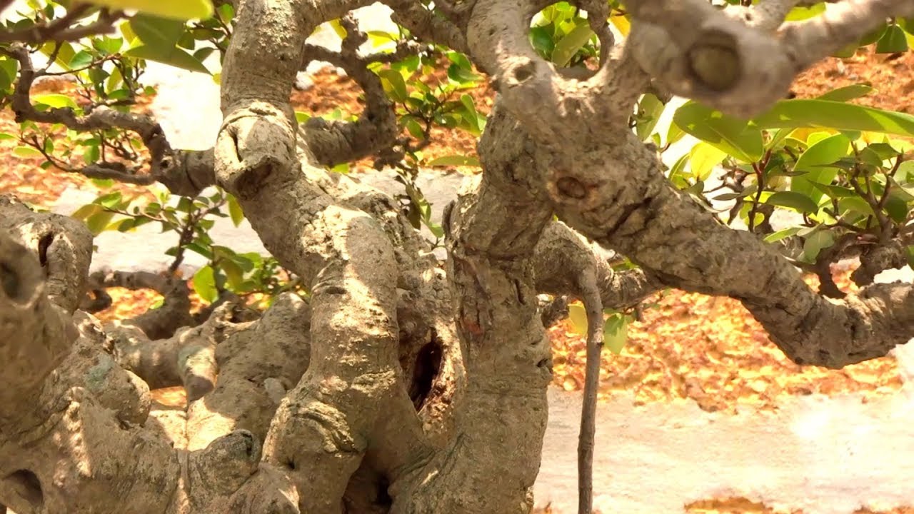 Nữ cũng có cây tham dự triển lãm, si đẹp nhất - girl also have bonsai attended the exhibition