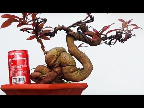Ở quê em giá bonsai rất phù hợp. 2.5 T cây dâu da tuyệt đẹp,3 T cây sứ.