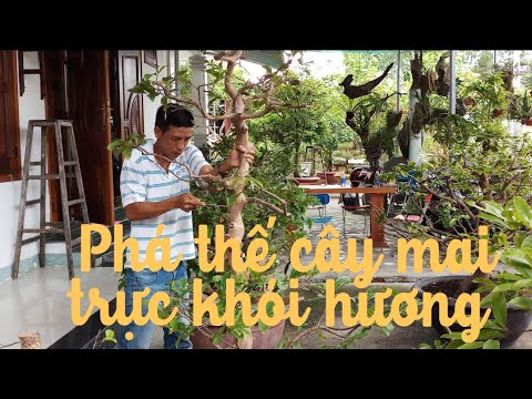 Phá thế cây mai trực khói hương