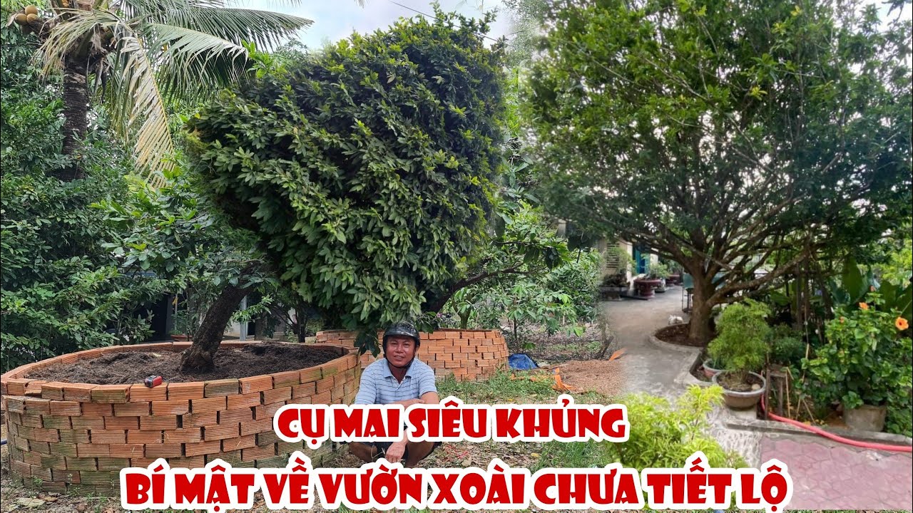 Phát hiện CỤ MAI KHỦNG gần 100 năm tuổi trong vườn xoài biệt lập 0909288488