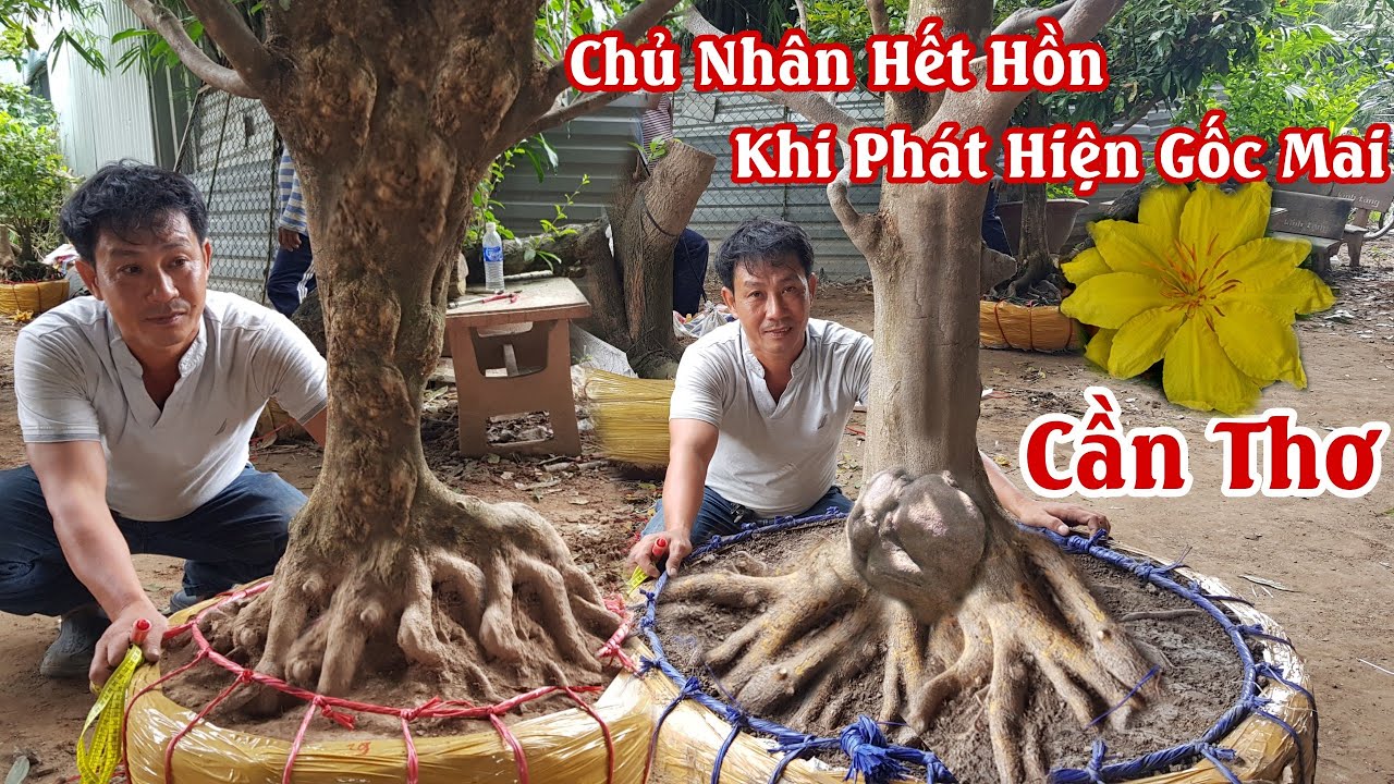 Phát hiện gốc mai Giảo Rin có bộ đế Hơi Bị Vip của anh Trí Cần Thơ 0932866660