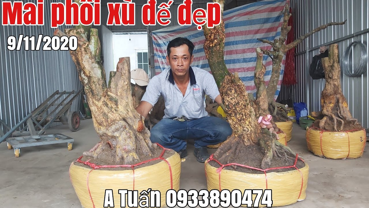 Phôi Mai vàng xù đế đẹp gặp A Tuấn 0933890474 Hậu Giang