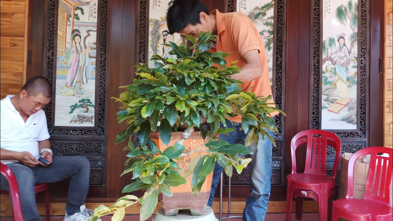 Phúc ngô làm bonsai tại nhà | nhà vườn nhiều mai vàng bonsai  lùn lực