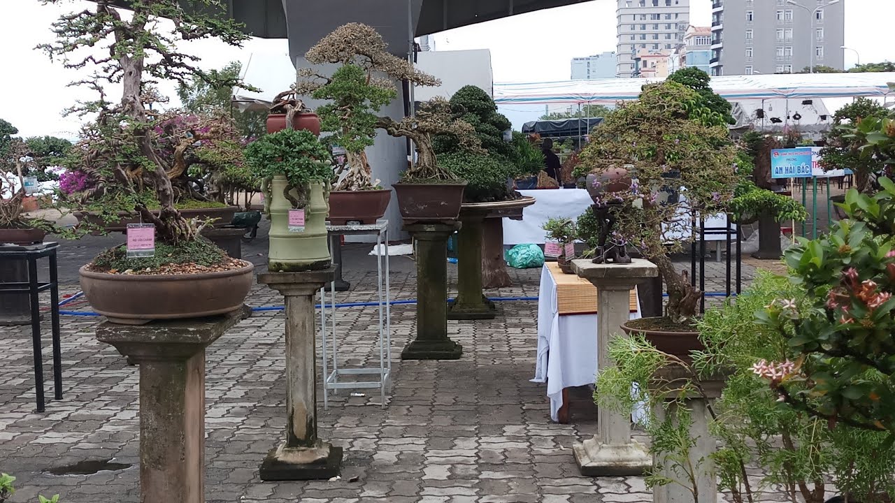 Quá nhiều bonsai nghệ thuật đẹp mắt tại triển lãm đà nẵng